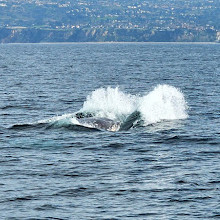 Redondo Beach Whale Watch