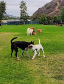 Laguna Beach Dog Park