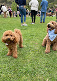 Laguna Beach Dog Park