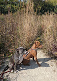 West Chicago Prairie Forest Preserve