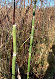 West Chicago Prairie Forest Preserve