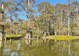 Beyond the Bayou Tours