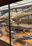 Museum of Natural History Vienna