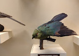 موزه تاریخ طبیعی وین