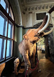 Viyana Doğa Tarihi Müzesi