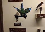 موزه تاریخ طبیعی وین