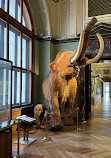 Museum of Natural History Vienna