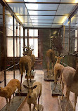 Museum of Natural History Vienna