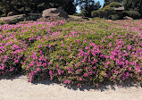 The Japanese Garden