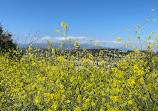 Elysian Park Trail