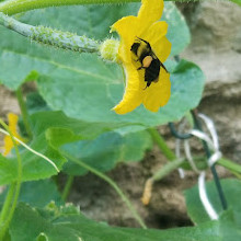 United Herkimer Garden Club