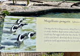 Penguin Island