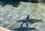 Penguin Island