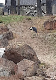 Penguin Island