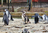 Penguin Island