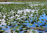 Everglades Holiday Park Airboat Tours and Rides