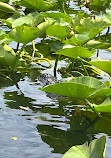 Everglades Holiday Park Airboat Tours and Rides