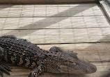 Everglades Holiday Park Airboat Tours and Rides