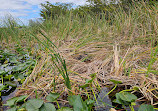 Everglades Holiday Park Airboat Tours and Rides