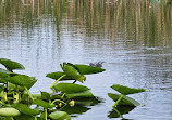 Everglades Holiday Park Airboat Tours and Rides