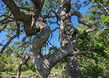 Cuthbert Holmes Park