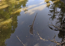 Cuthbert Holmes Park