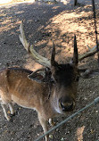 Wildpark Ernstbrunn