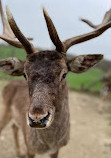 Wildpark Ernstbrunn