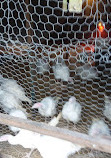 Pleasant Valley Poultry LLC