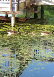 Belmont Bay Harbor Marina