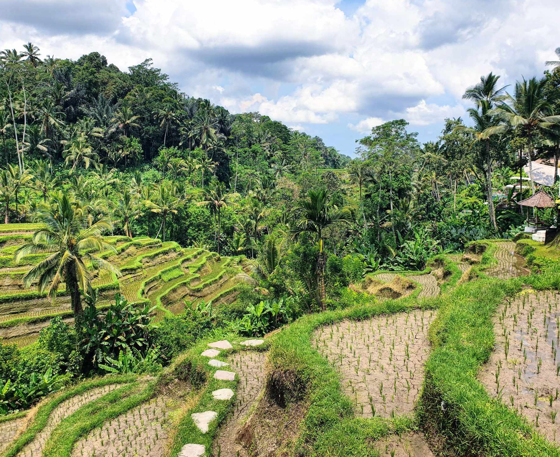 Tepi Sawah Waroeng