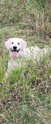 Parco per cani di Port Mcnicoll