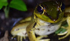 Arenal Sanctuary Reserve