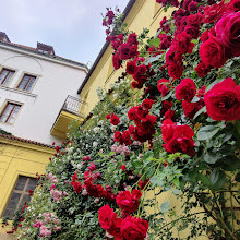 The Vrtba Garden