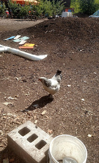 La materia de la Tierra Nueva York