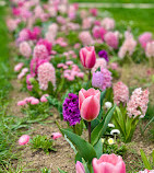 Jardin des Plantes