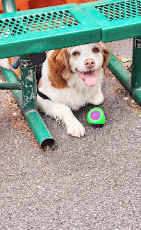 Tribeca Dog Run