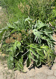 Highland Park Community Garden