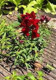 Highland Park Community Garden