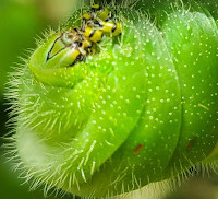 Mariposario Vida de Colores