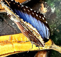 Mariposario Vida de Colores