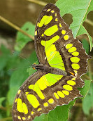 Mariposario Vida de Colores