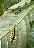 Mariposario Vida de Colores