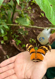 Mariposario Vida de Colores