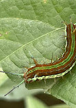 Mariposario Vida de Colores