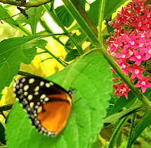 Mariposario Vida de Colores