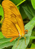 Mariposario Vida de Colores