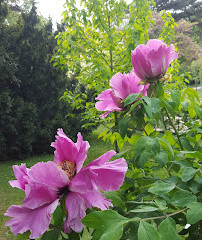 Roches and Pivoines Garden