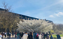 Giardino delle rocce e delle peonie