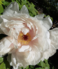 Roches and Pivoines Garden